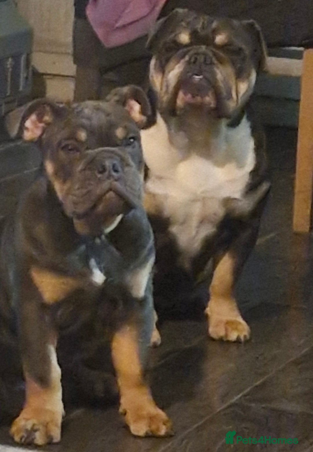 English Bulldog dogs for sale: English Bulldogs excellent pedigree - Image 4