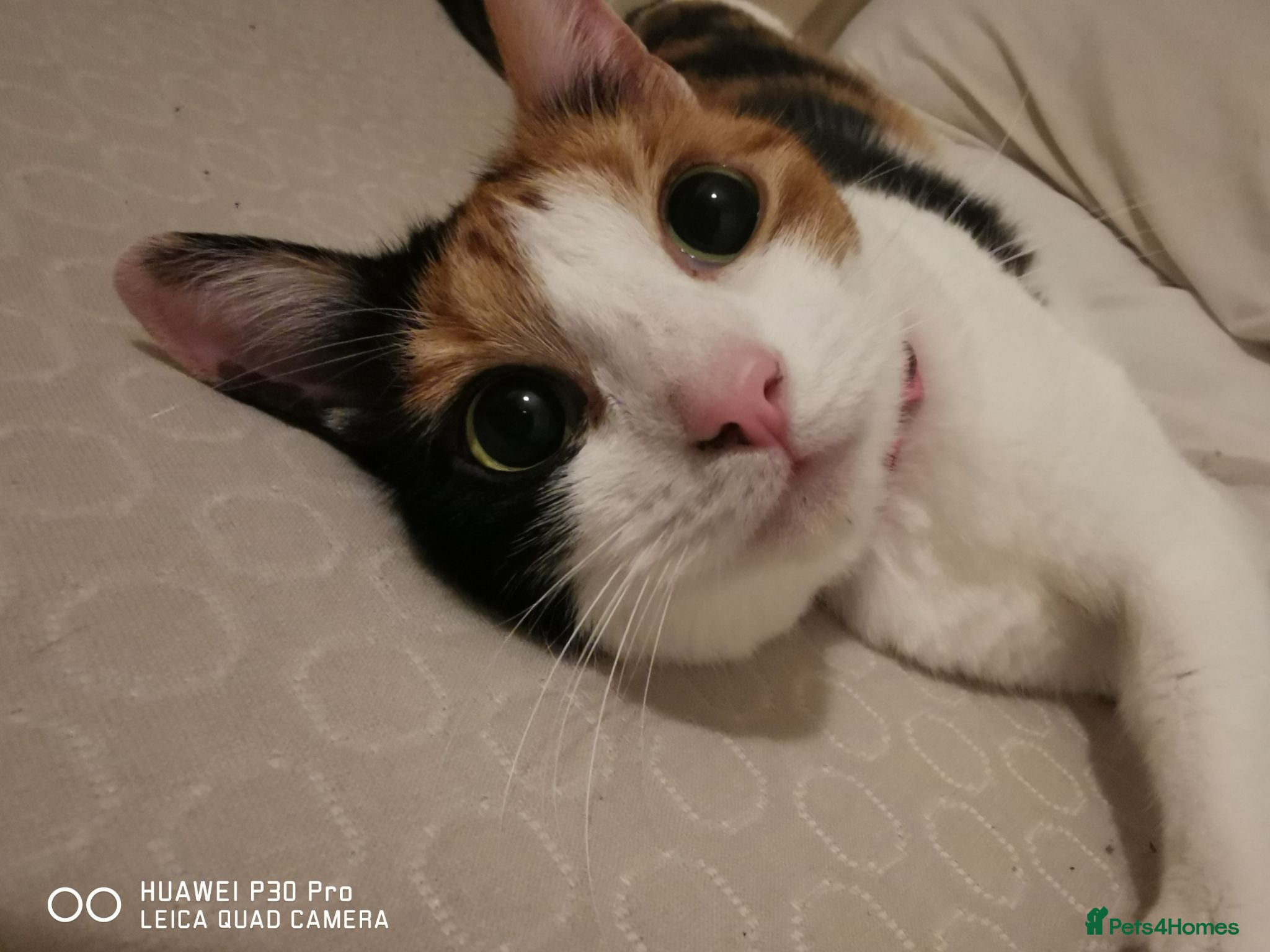 Mixed Breed cats New home needed for Phoenix. - Advert 2