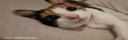 Mixed Breed cats for sale: New home needed for Phoenix. in Bicester - Advert 1