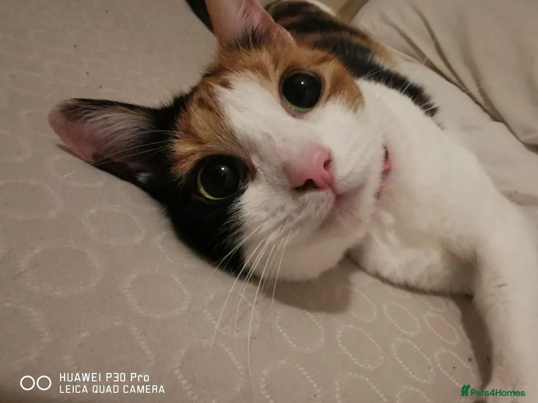 Mixed Breed cats for sale: New home needed for Phoenix. in Bicester - Advert 1