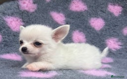 Pomchi dogs for sale: Super TINY white chihuahua x Korean Pom READY NOW - Image 15