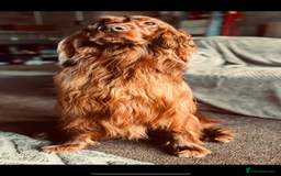 Irish Setter dogs for sale: ❤️🇮🇪Irish setter pups due 🇮🇪 ❤️ - Advert 2