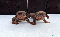 Miniature Dachshund dogs for sale: Dachshund puppies 5Boys  - Image 22