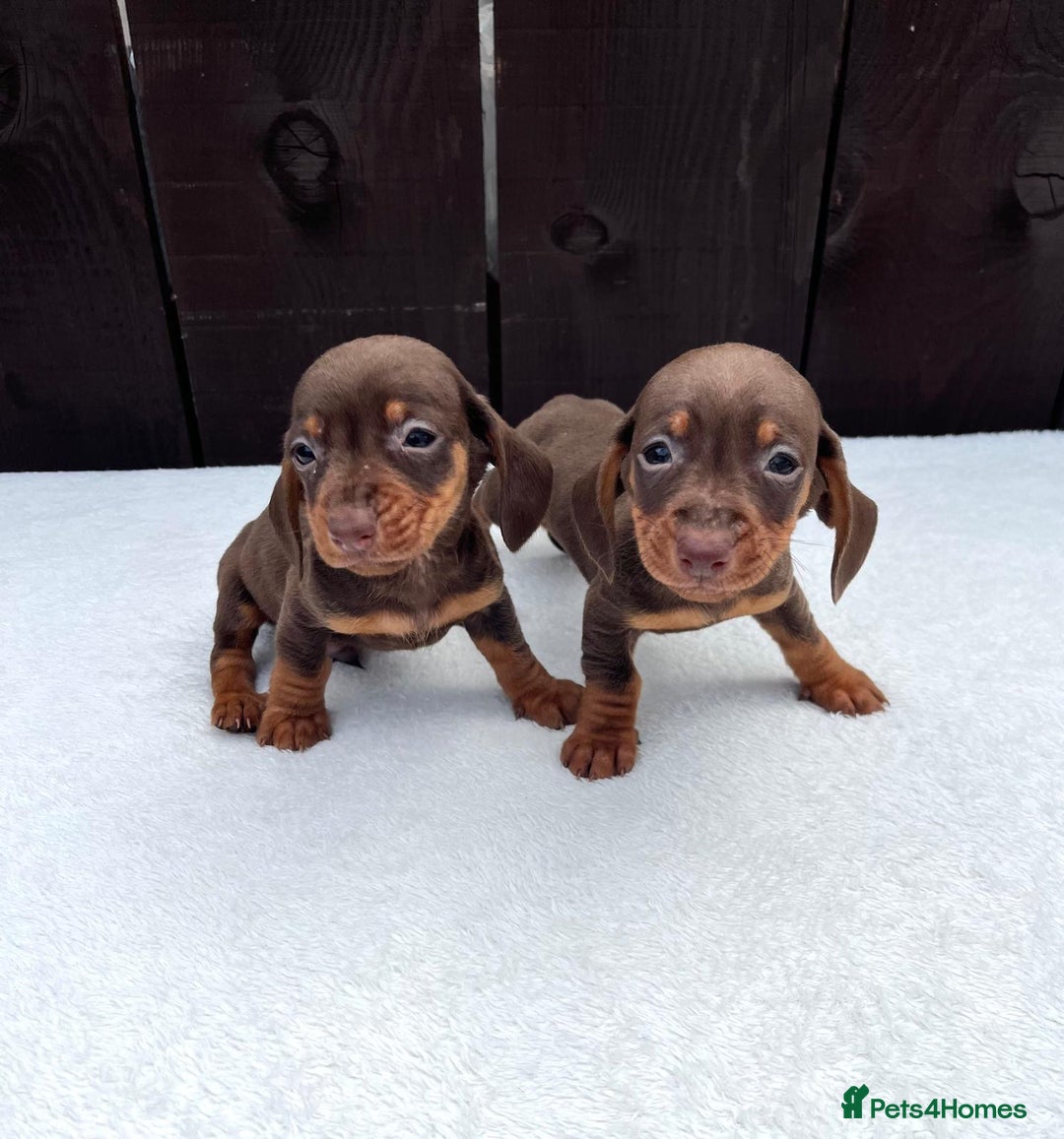 Miniature Dachshund dogs for sale: Dachshund puppies 5Boys  - Image 22