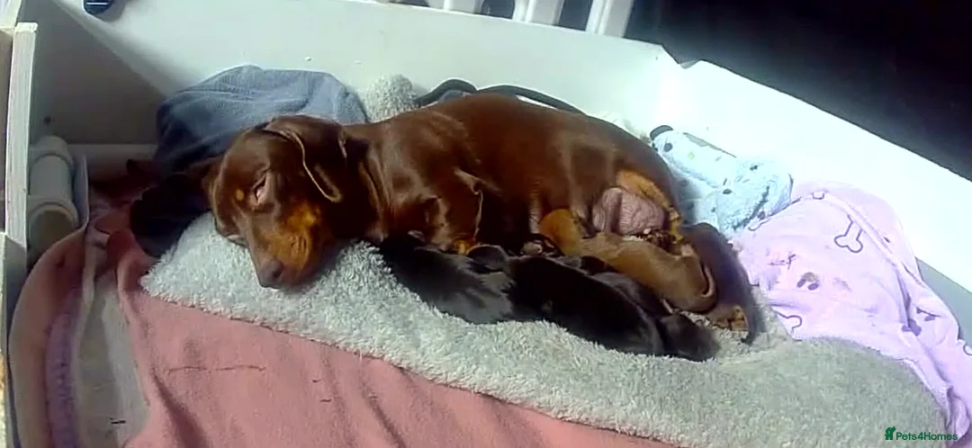 Miniature Dachshund dogs for sale: Your new best friend awaits🥰 5 gorgeous boys🩵 - Advert 3