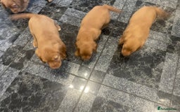 Cocker Spaniel dogs for sale: Cocker spaniel puppies - Image 6