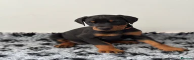 Dobermann Puppy 7