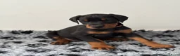 Dobermann dogs for sale: 9 Doberman Puppies- Ready to leave 6th June - Advert 12