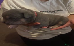 American Bully dogs for sale: American pocket bully tri pups - Image 11