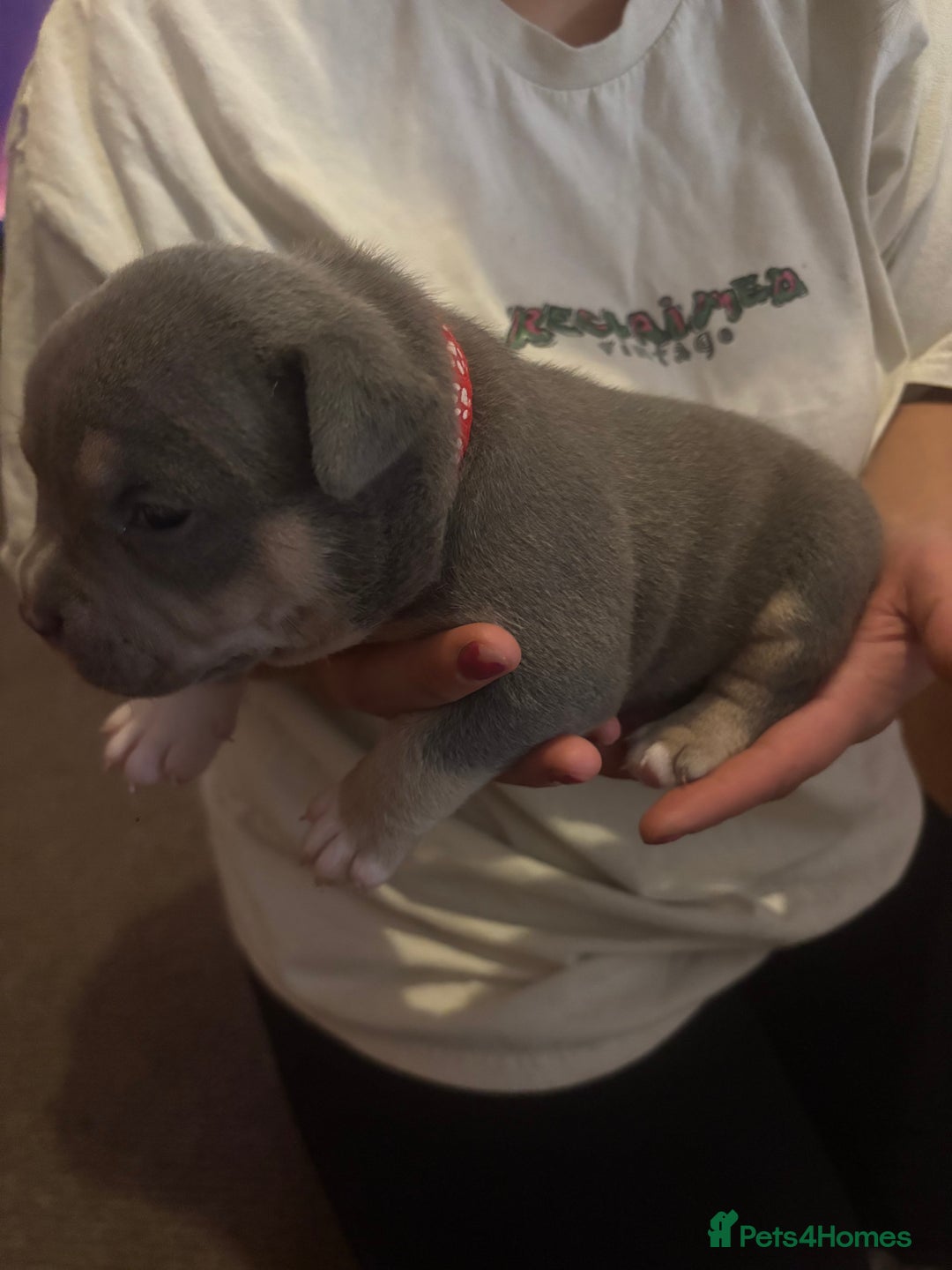 American Bully dogs for sale: American pocket bully tri pups - Image 11