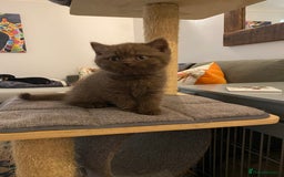 British Shorthair cats for sale: **SOLD ** British Shorthair Chocolate Male  - Image 9