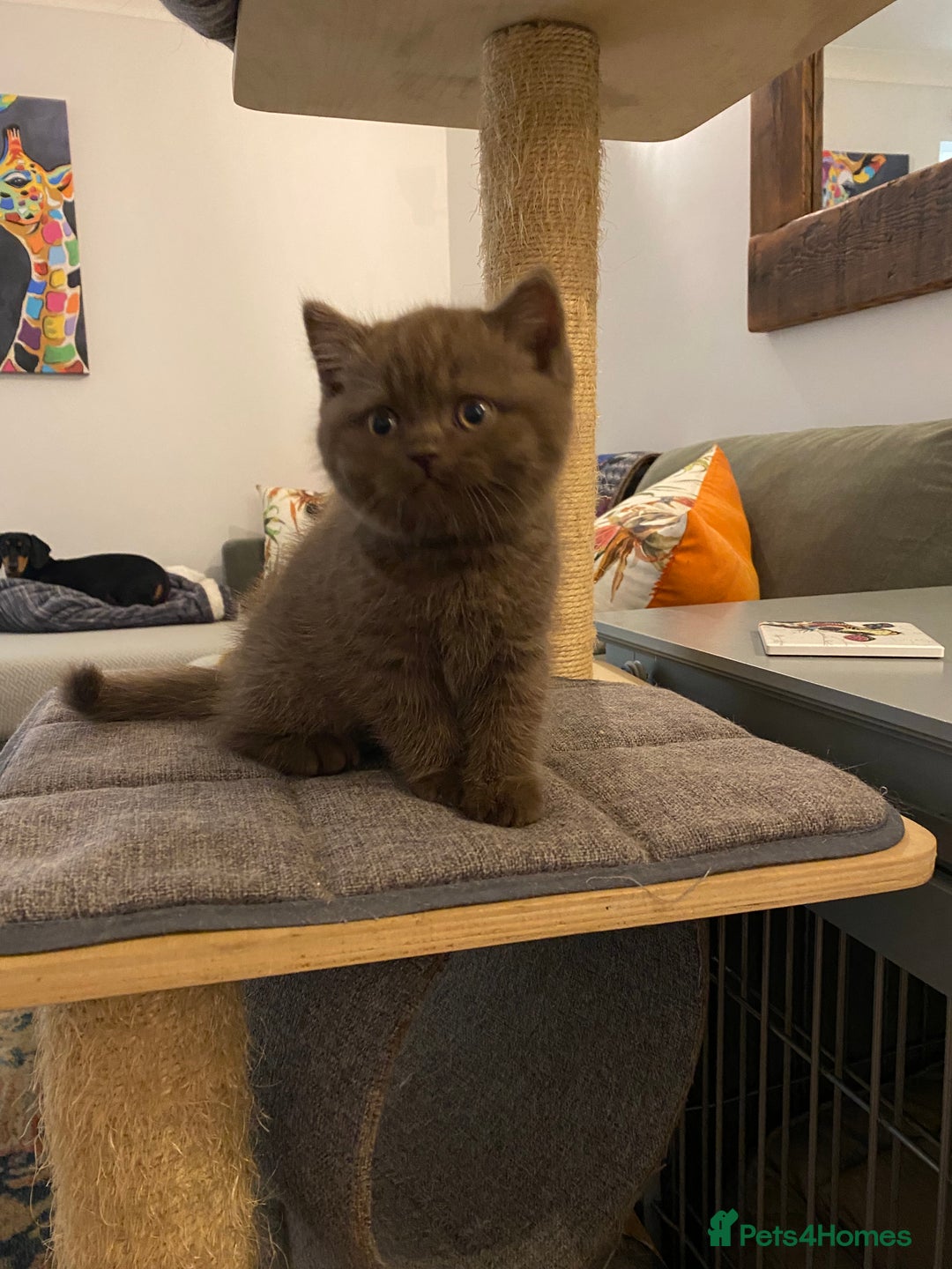 British Shorthair cats for sale: **SOLD ** British Shorthair Chocolate Male  - Image 9