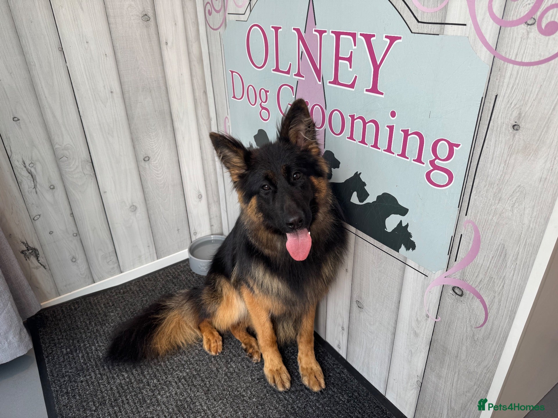 German Shepherd dogs KENNEL CLUB REG GIRL AVAILABLE  - Advert 1