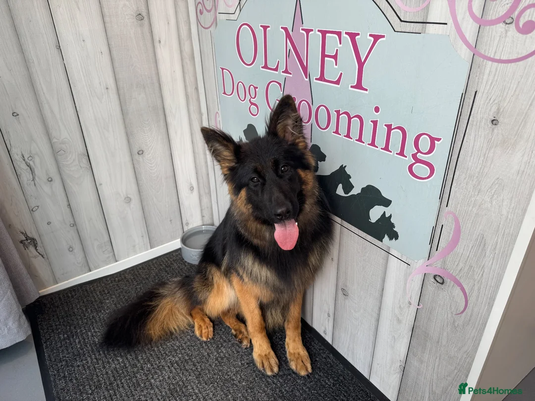 German Shepherd dogs for sale: KENNEL CLUB REG GIRL AVAILABLE  - Advert 1