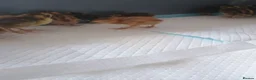 Quail poultry for sale: Quail chicks  - Advert 1