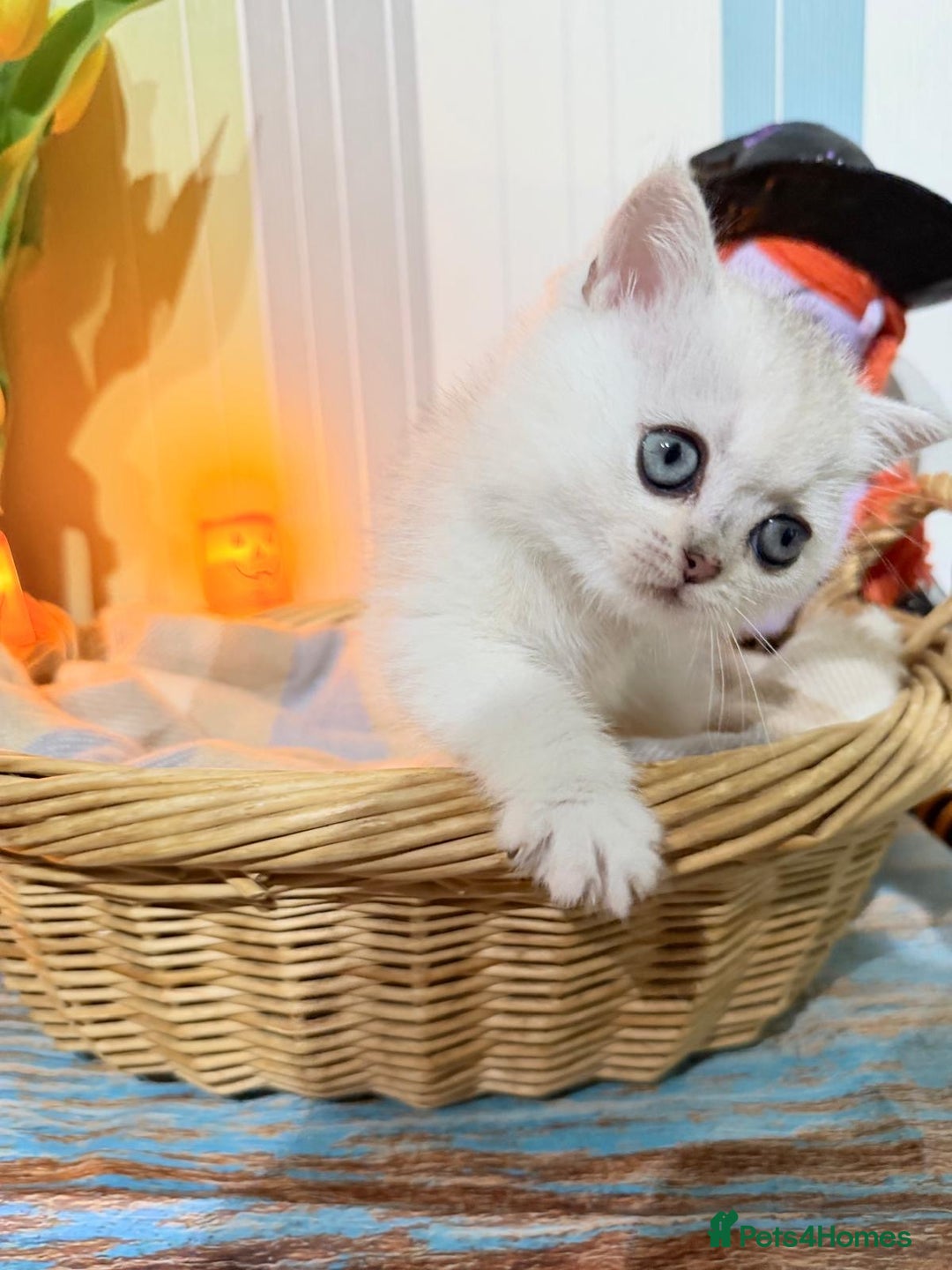 British Shorthair cats for sale: British Shorthair 🤍BOY🤍 - Image 6