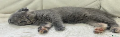 Scottish Fold 2