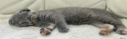 Scottish Fold cats for sale: Scottish fold/British short hair females  in Birmingham - Advert 12