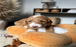 Cockapoo dogs for sale: Not Just Any Cockapoo Puppies – The Special Few - Image 19