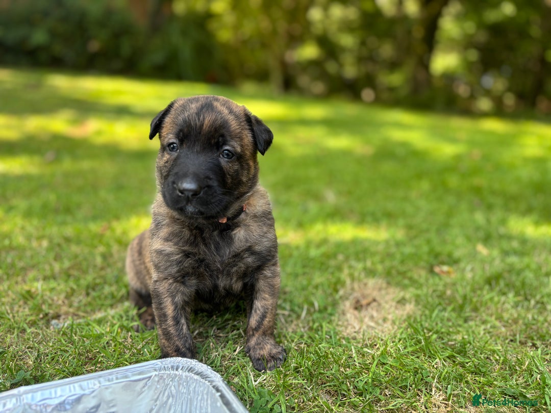 Belgian Shepherd Dog dogs for sale: Dutch herder puppies  - Image 9