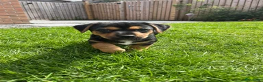 Jack Russell Puppy 2