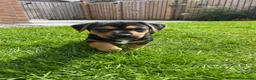 Jack Russell dogs for sale: Jack Russel Terrier in York - Advert 15