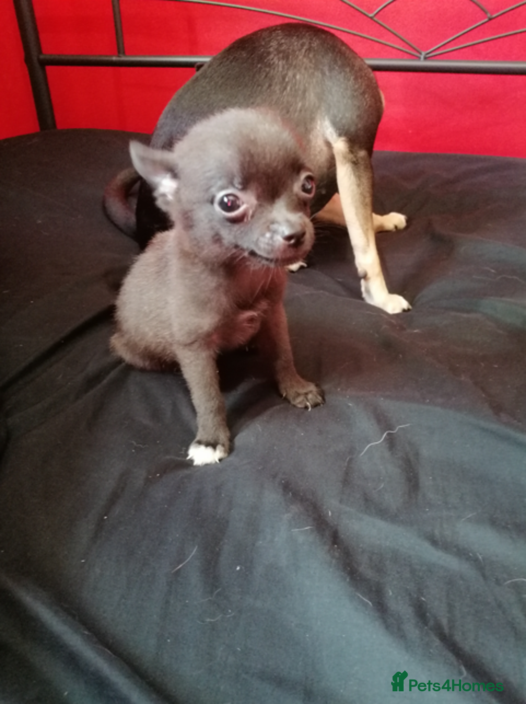 Pomchi dogs for sale: Pomchi puppys - Image 1