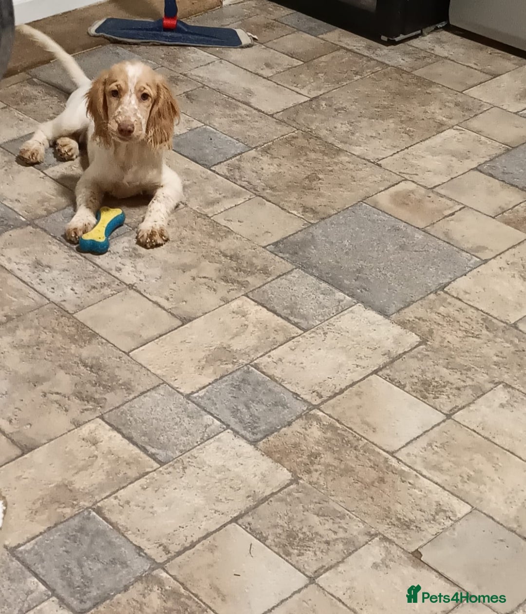 Cockapoo dogs for sale: Cockapoo F1B - Advert 5