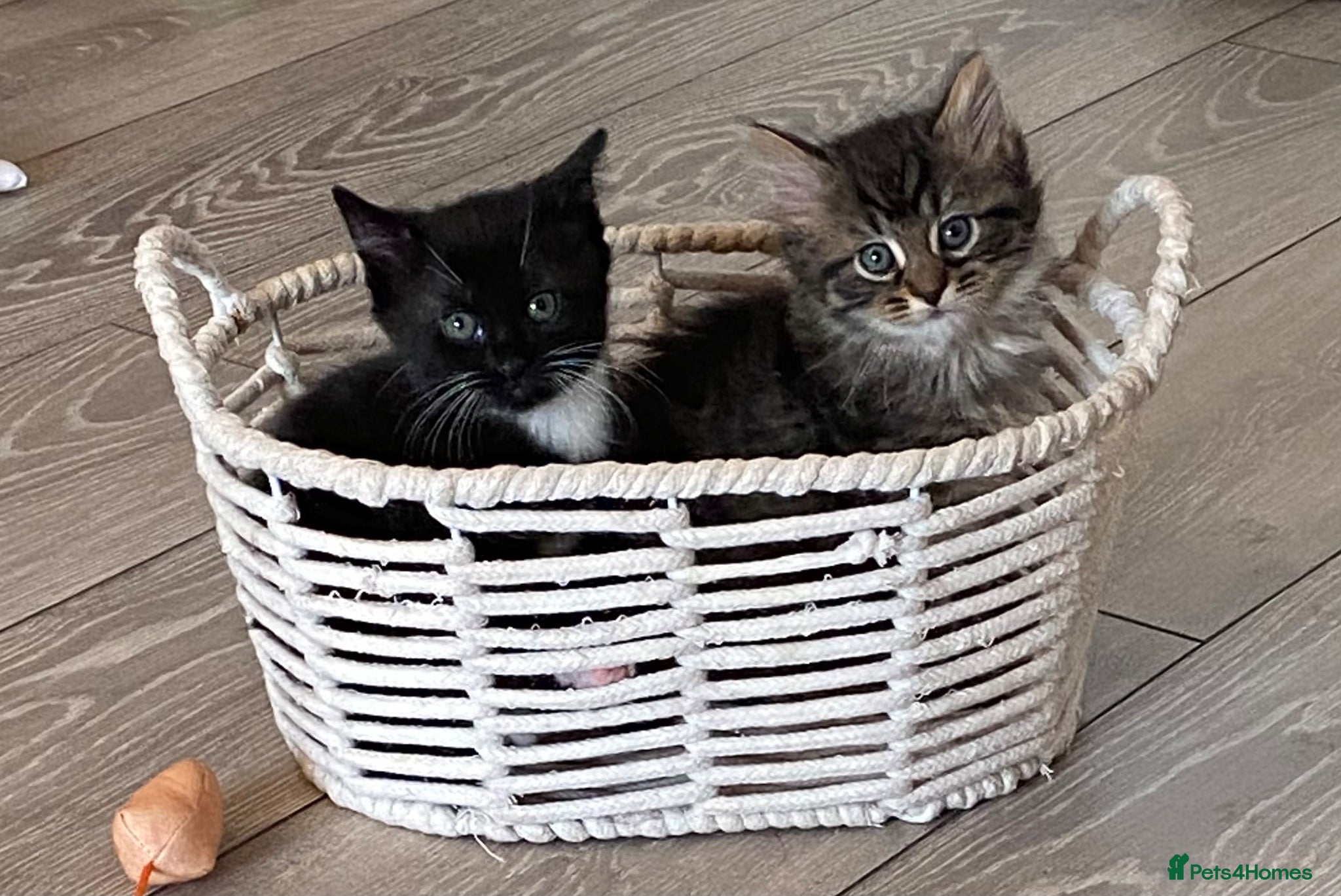 British Longhair cats 4 adorable kittens - Advert 2