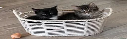 British Longhair cats for sale: 4 adorable kittens - Advert 1