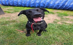 Mixed Breed dogs for adoption: Ben     - Image 8