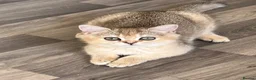British Shorthair cats for sale: Silver and Golden Shaded British Shorthair - Advert 2