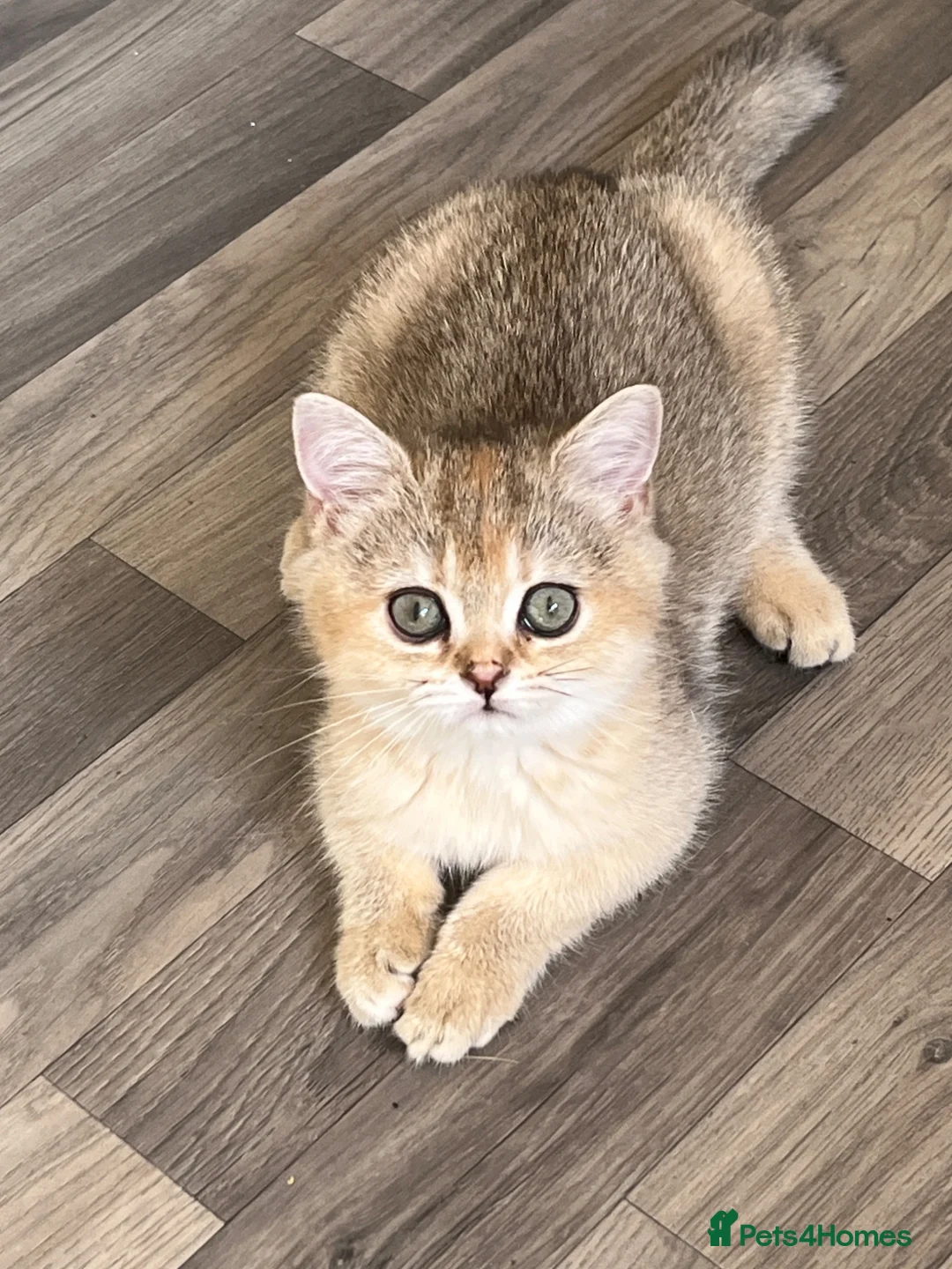 British Shorthair cats for sale: Silver and Golden Shaded British Shorthair - Advert 2