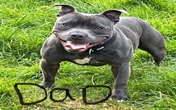 Staffordshire Bull Terrier dogs for sale: KC Registered Blue Staffordshire bull terrier - Image 14