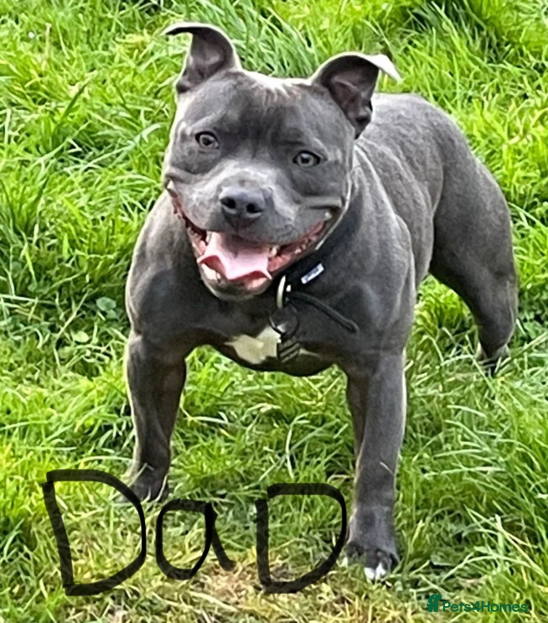 Staffordshire Bull Terrier dogs for sale: KC Registered Blue Staffordshire bull terrier - Image 14