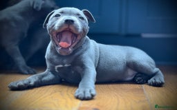 Staffordshire Bull Terrier dogs for sale: 🐾 Beautiful KC Fully Vaccinated Girl Available 🐾 in Peterborough - Image 6