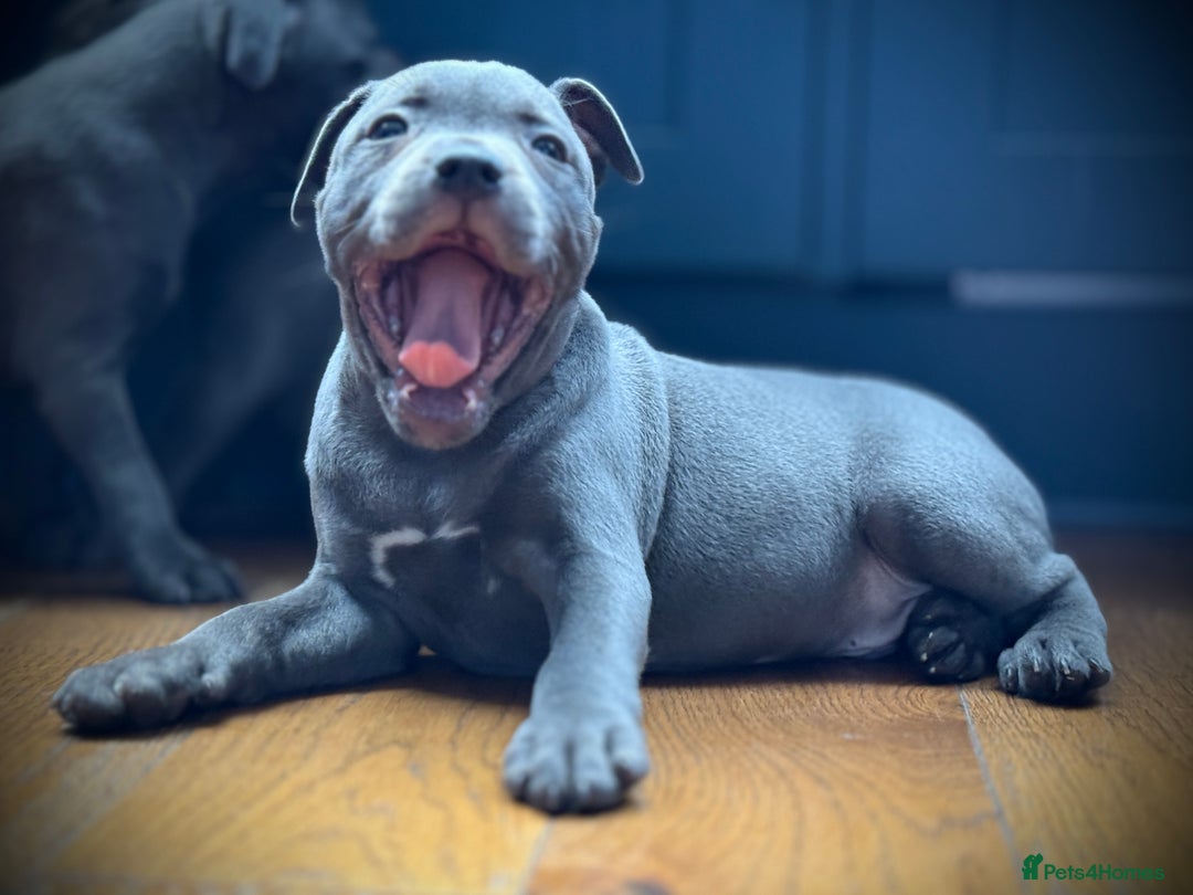 Staffordshire Bull Terrier dogs for sale: 🐾 Beautiful KC Fully Vaccinated Girl Available 🐾 in Peterborough - Image 6