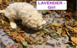 Lagotto Romagnolo dogs for sale: Stunning Litter of Pedigree Lagotto Romagnolo Pups - Image 21