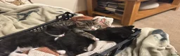 Mixed Breed cats for sale: Kittens for sale - Advert 11