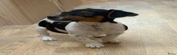 Jack Russell dogs for sale: Traditional short-legged Jack Russell puppy’s. - Advert 25