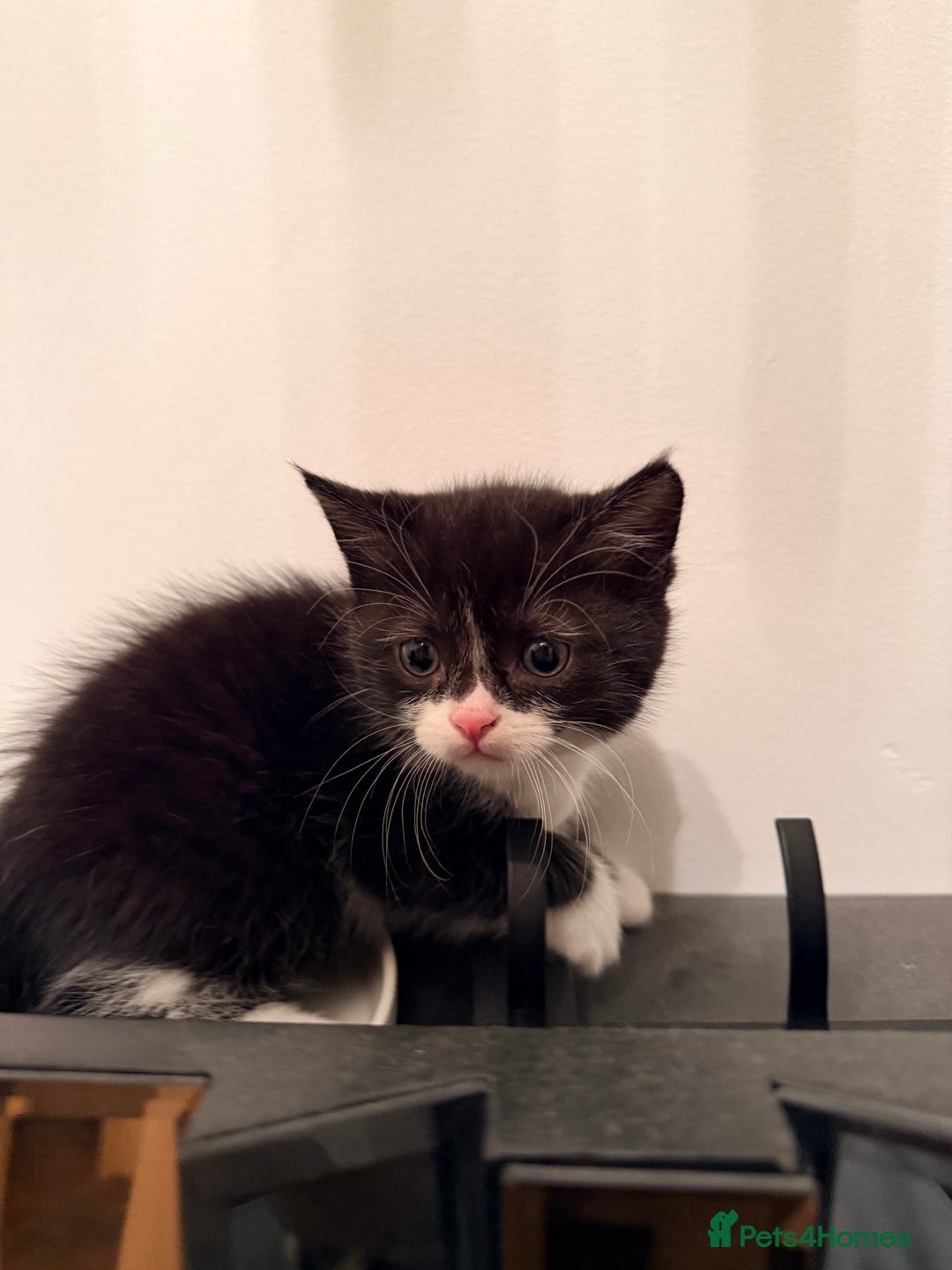 Scottish Fold cats for sale: Scottish / Mixed breed - Advert 2