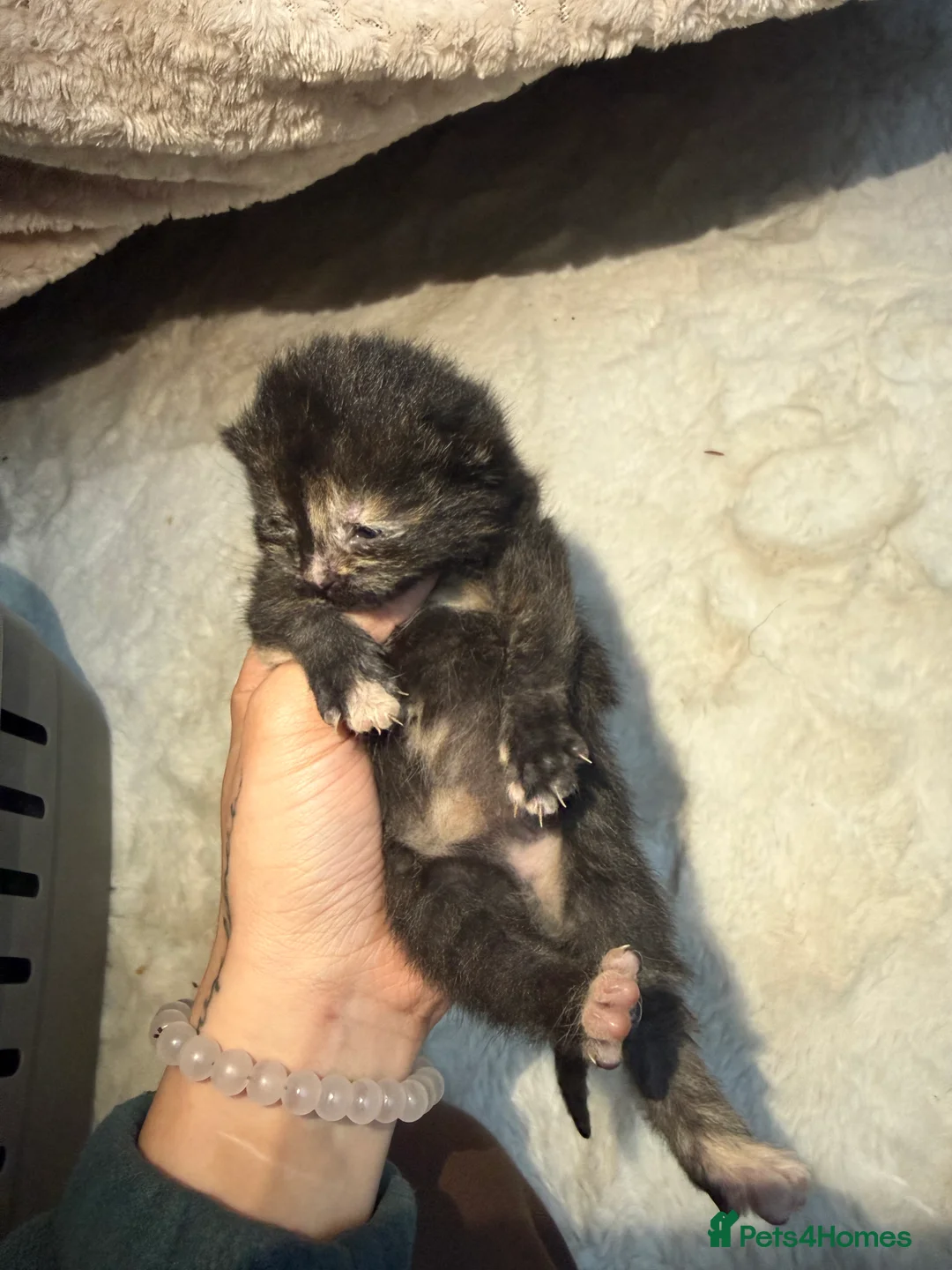 American Shorthair cats for sale: Adorable Kittens for Sale  - Advert 5