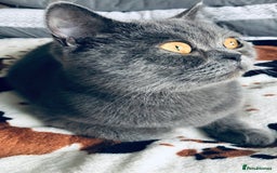 Scottish Fold cats for sale: 🐾2 boys left Scottish Fold🐾 - Image 13