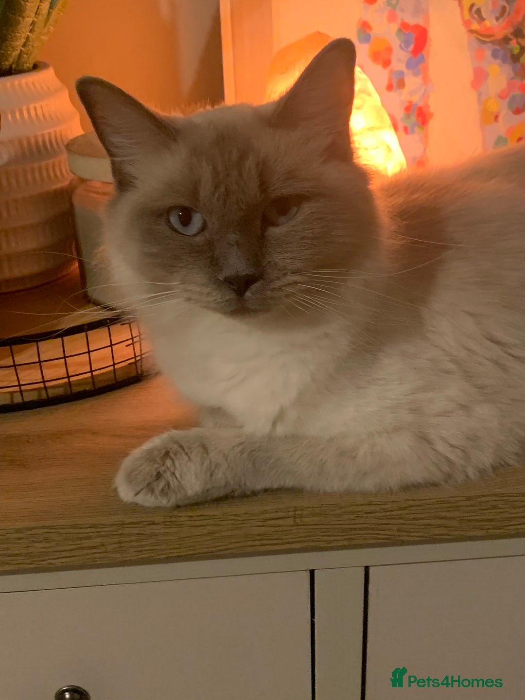 Ragcoon cats for sale: 6 beautiful boy Mainecoon x ragdoll kittens  - Advert 13