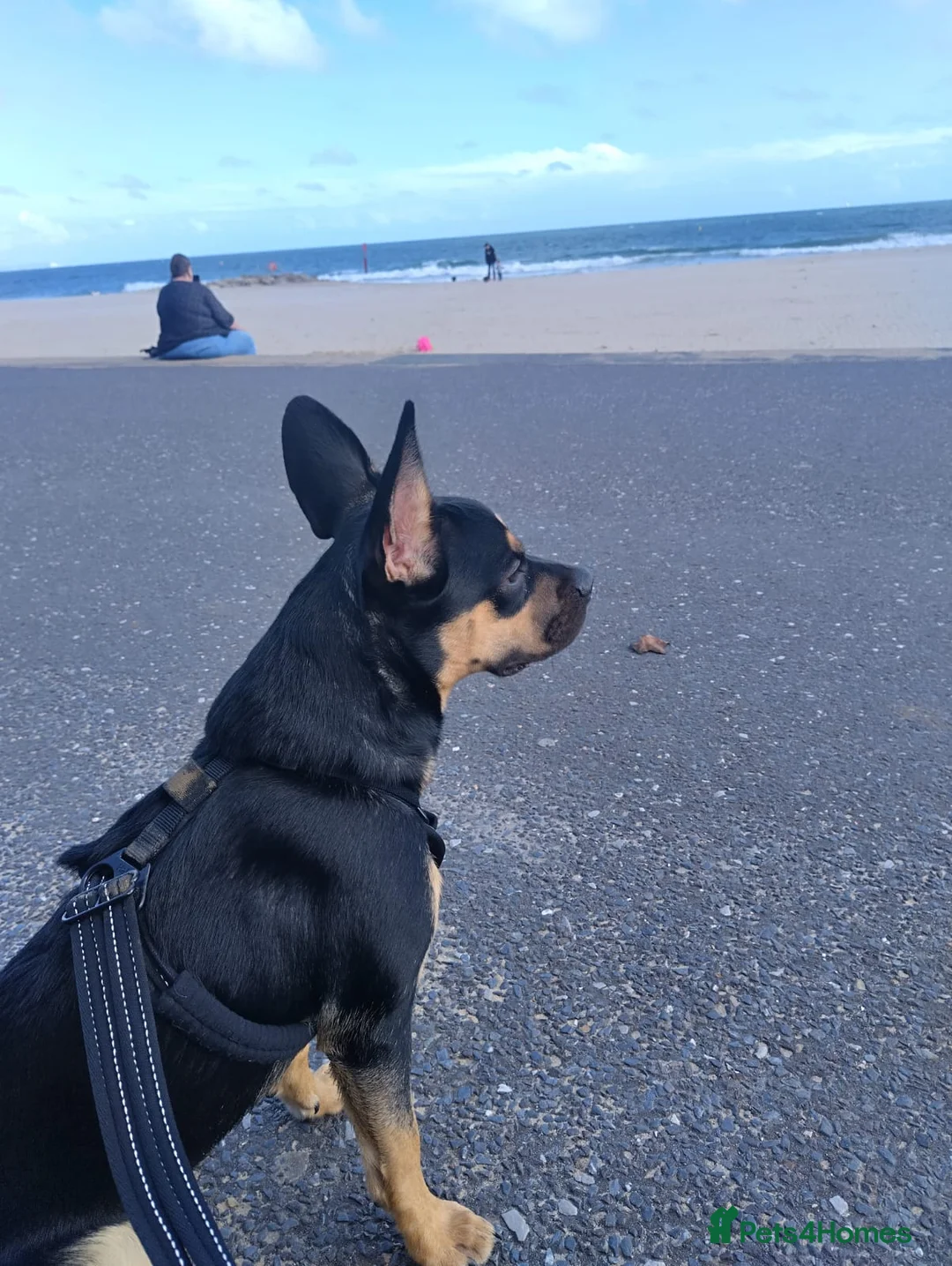 Mixed Breed dogs for sale: Frenchie cross  - Advert 2