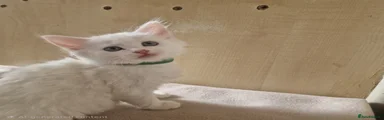 Turkish Angora 2