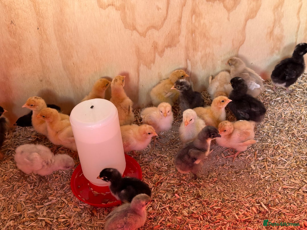 Chickens poultry for sale: 🐣 Beautiful Orpington Chicks & Cockerels for Sale - Image 23