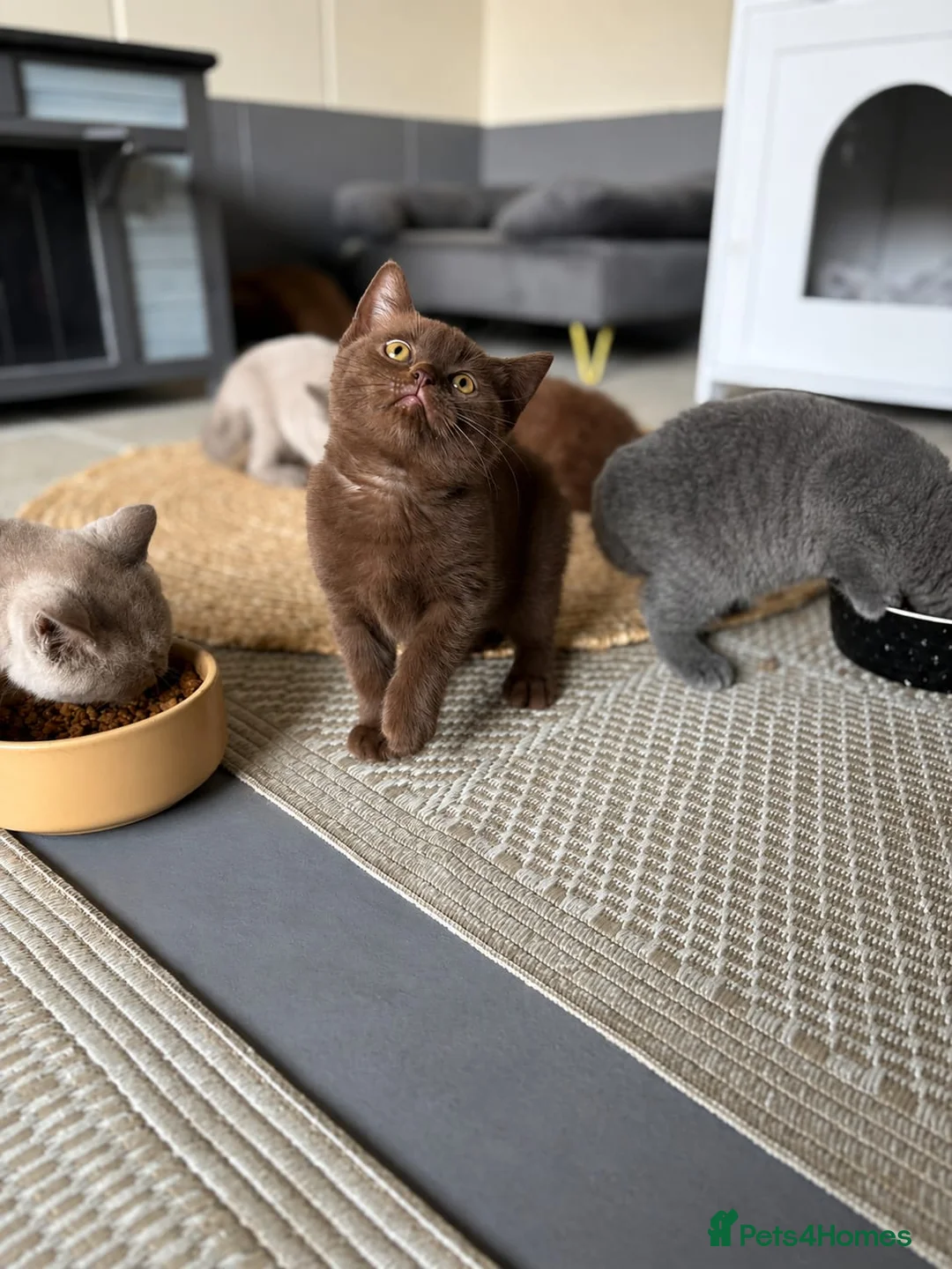 British Shorthair cats for sale: Ready to leave Pedigree BSH kittens - Advert 2