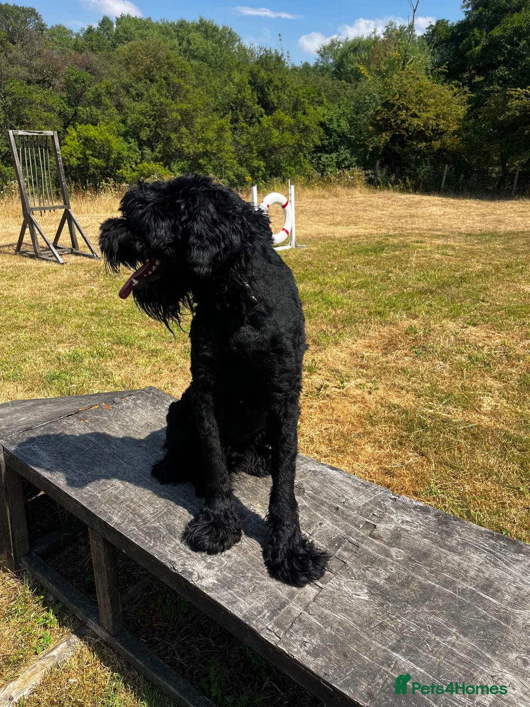 Russian Black Terrier dogs for sale: Hercules  - Advert 2