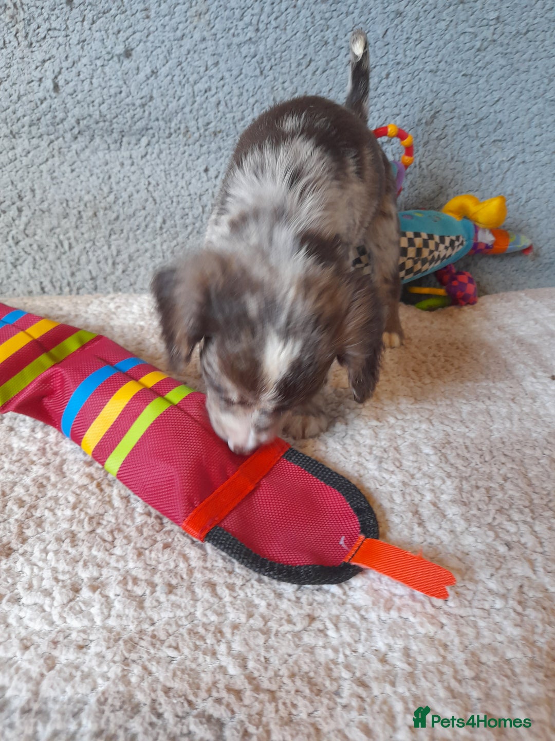 Sproodle dogs for sale: Gorgeous Sproodle Pups. - Image 4